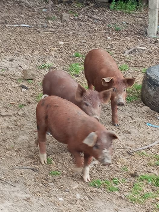 Vendo leitões duroc com pietran
