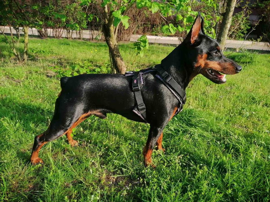 Кобель цвергпінчер, вязка