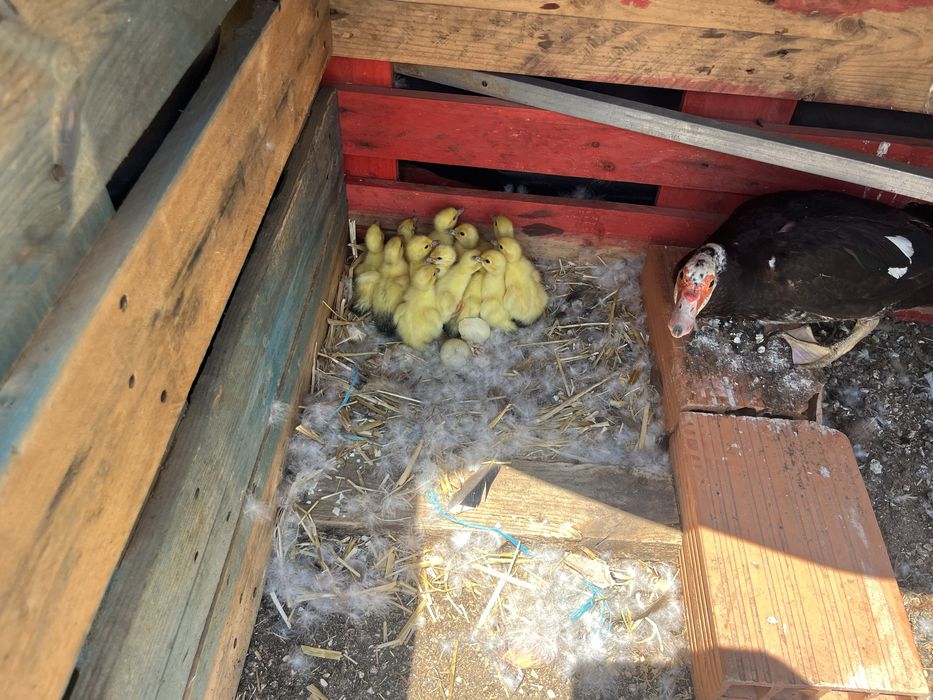 Patinhos mudos ……….