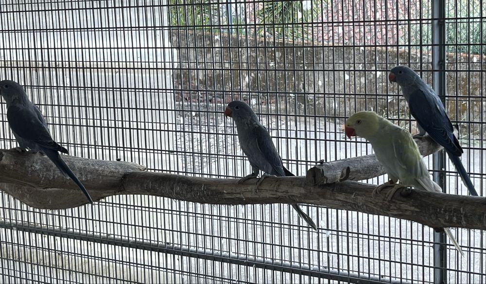 Ring necks.