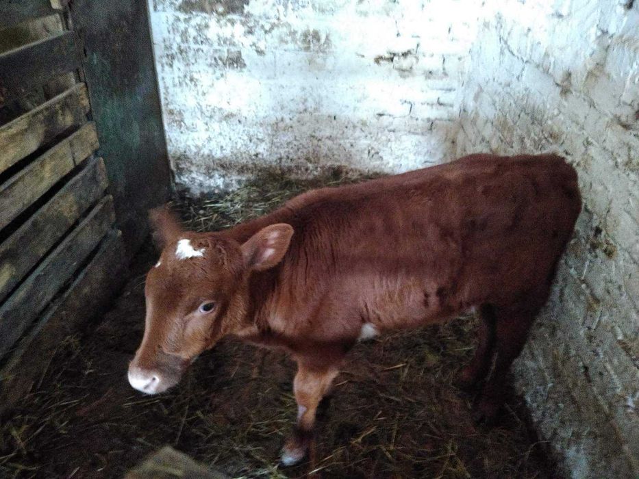 продамо гарних теличек