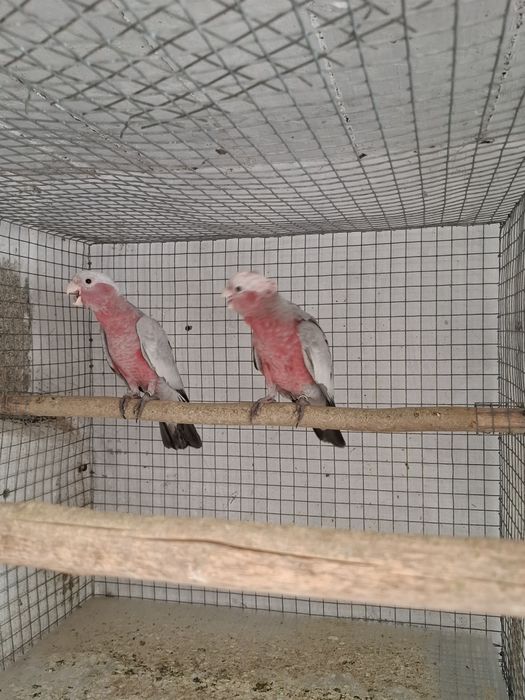Casal catatuas galah
