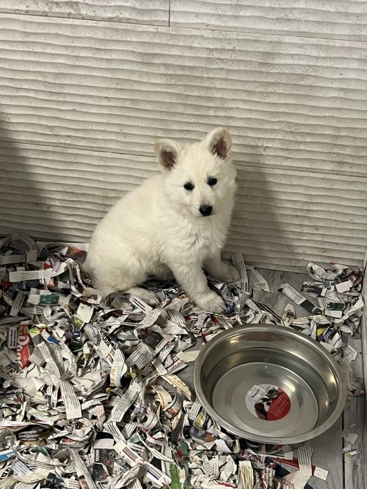 Pastor Branco Suiço