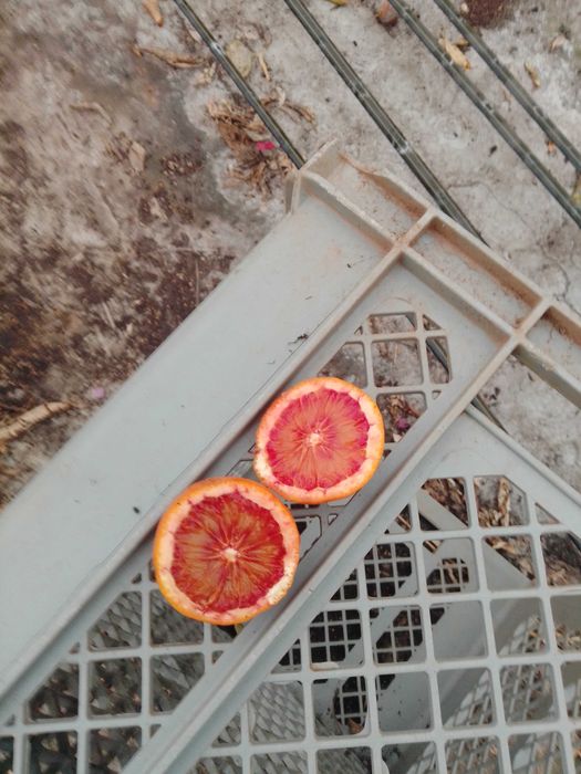 Citrinos Raros e Comuns