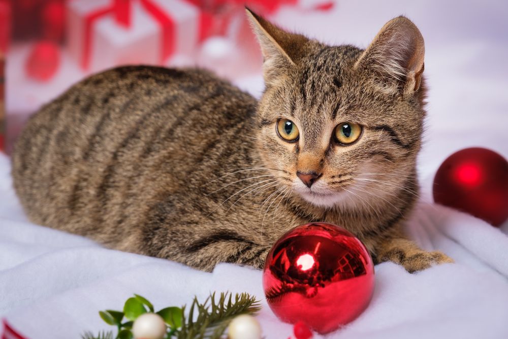 Grosik - czekam na pierwszy prawdziwy dom