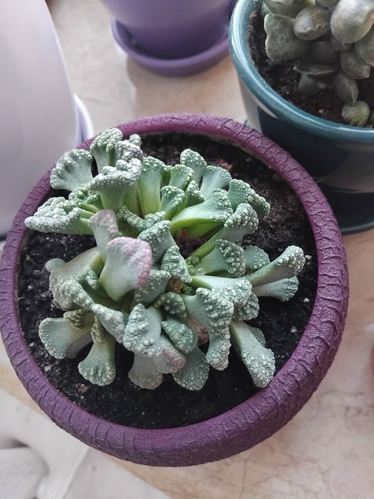 Сукуленти  ,кактуси