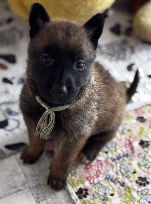 Owczarek Belgijski Malinois Szczenię Pies Suka