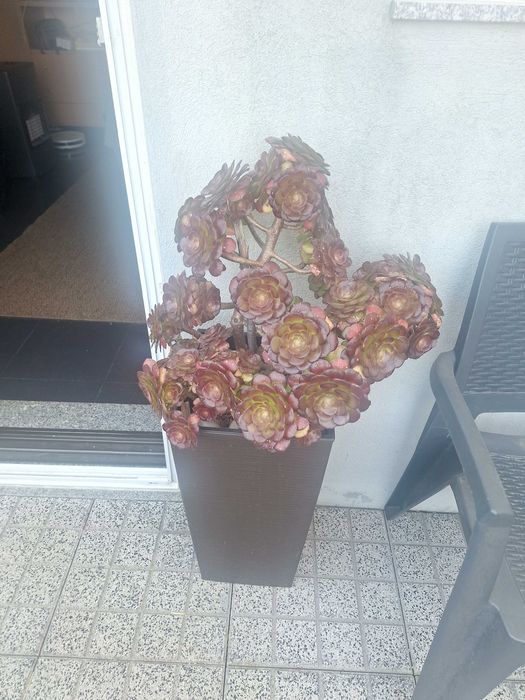 Plantas variadas
