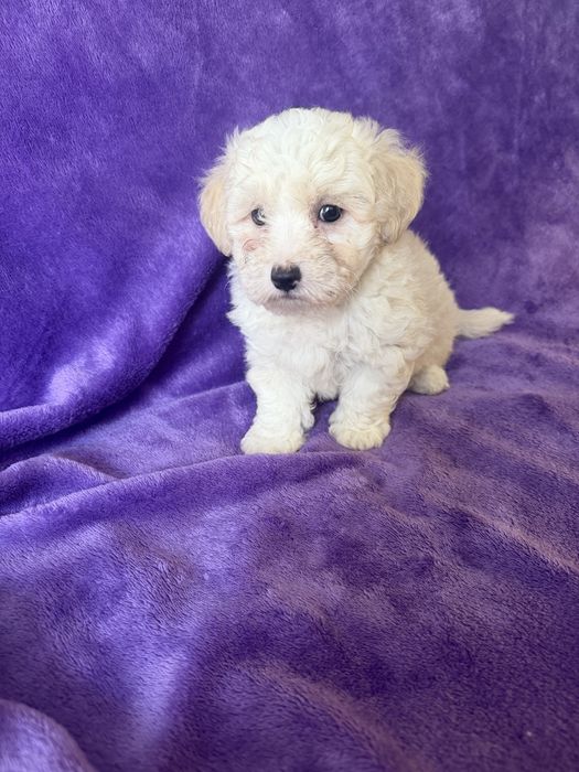 Caniche menina mini
