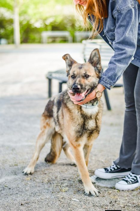 Śliwka wyjątkowa sunia do adopcji