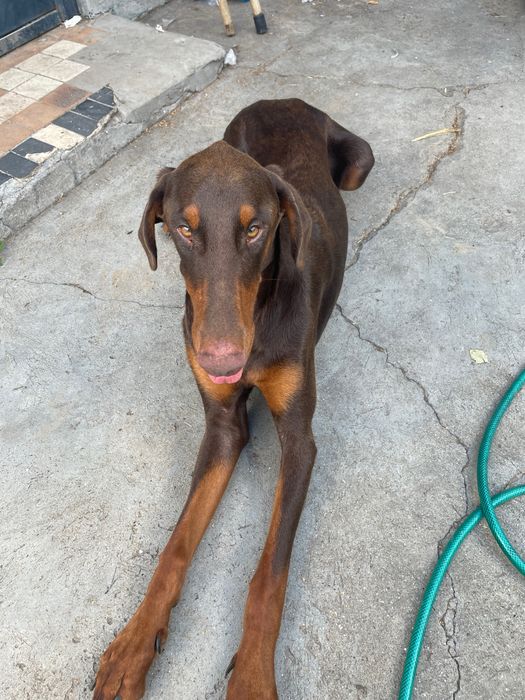 Віддам хлопчика добермана