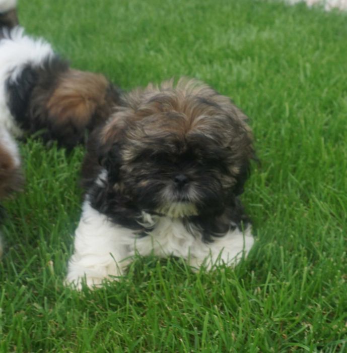 shih tzu sunia tricolor czarny pyszczek
