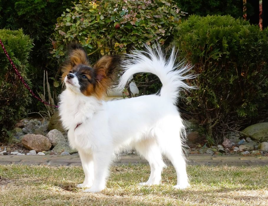 Papillon ZKwP- suczka MAJLA