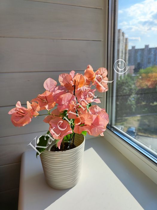 Бугенвілія Bois De Roses!!!
