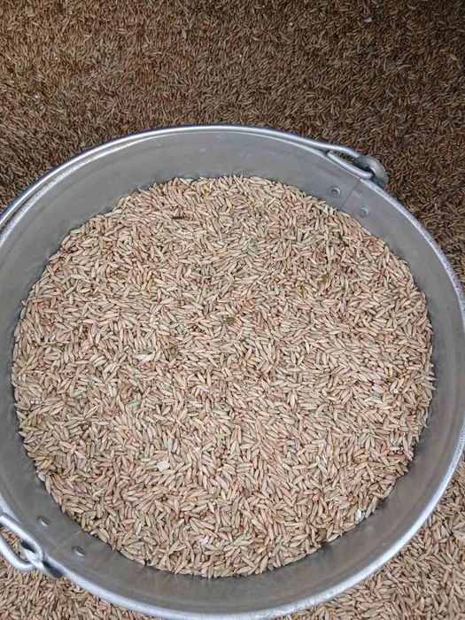 Продаю жито, урожай 2025 року