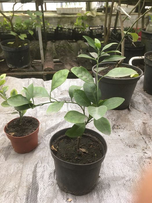 Щеплені мандарини, кумквати. Черенковані лимони