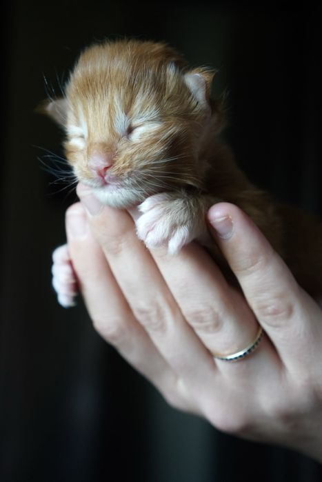 kocur maine coon