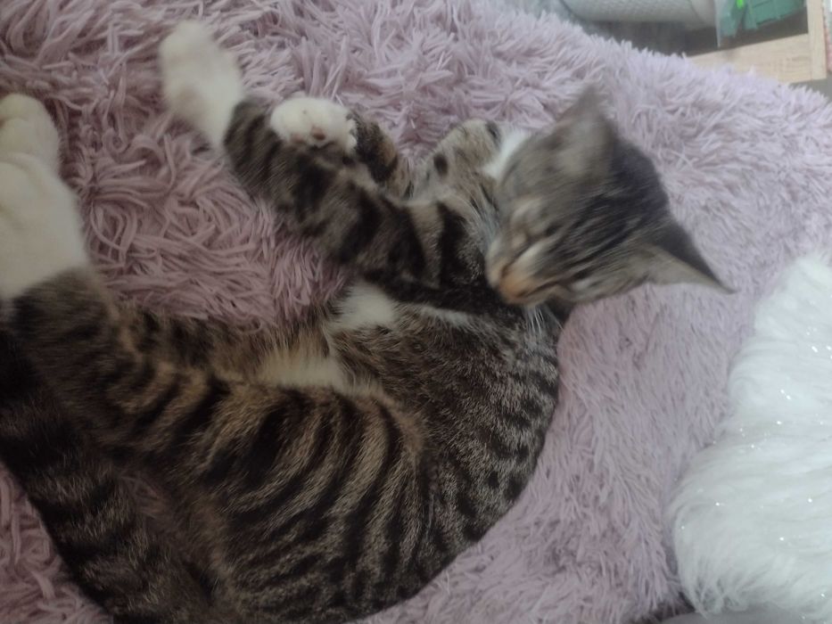 Kubuś - miłosny kociak