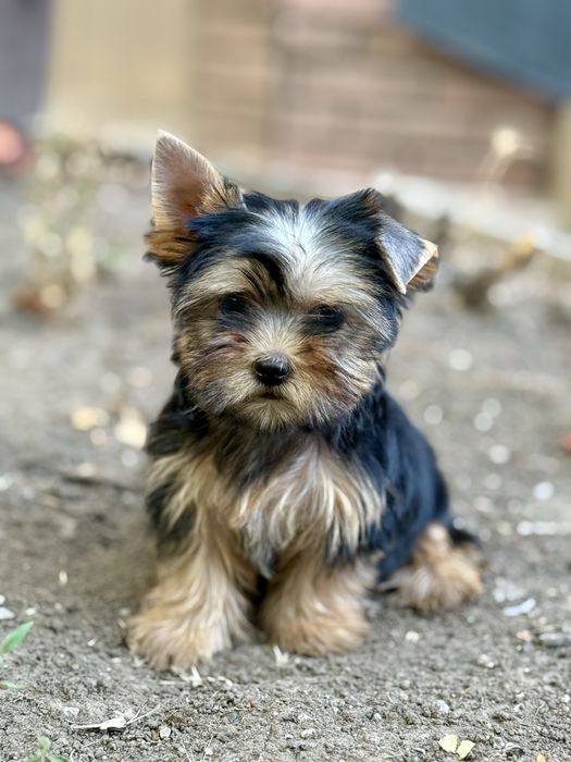 Міні та мілкий стандарт йорки