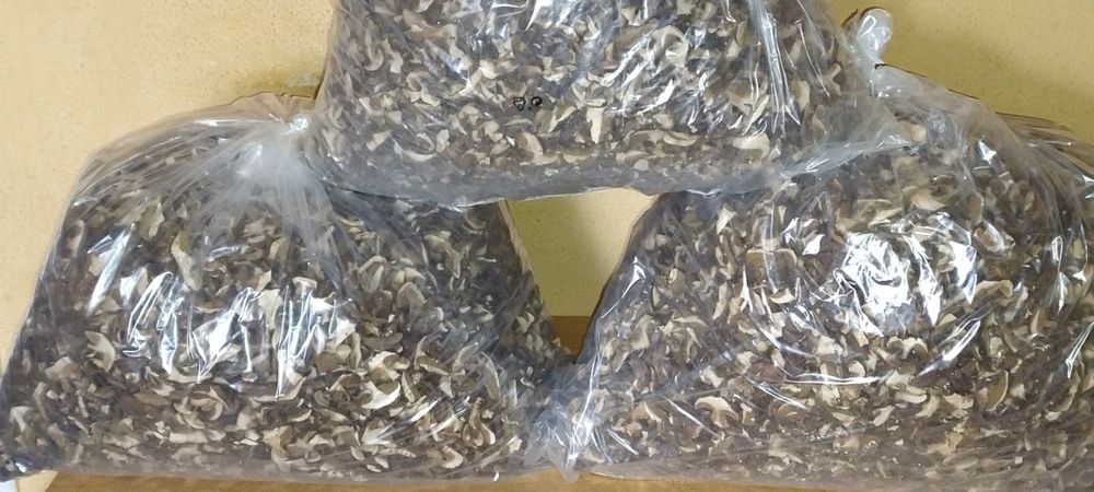 Suszone    Grzyby     2025