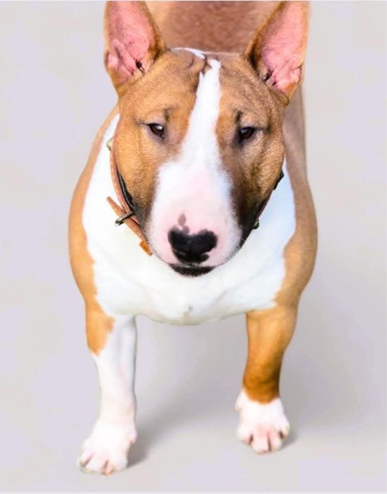 Bulterier miniaturowy