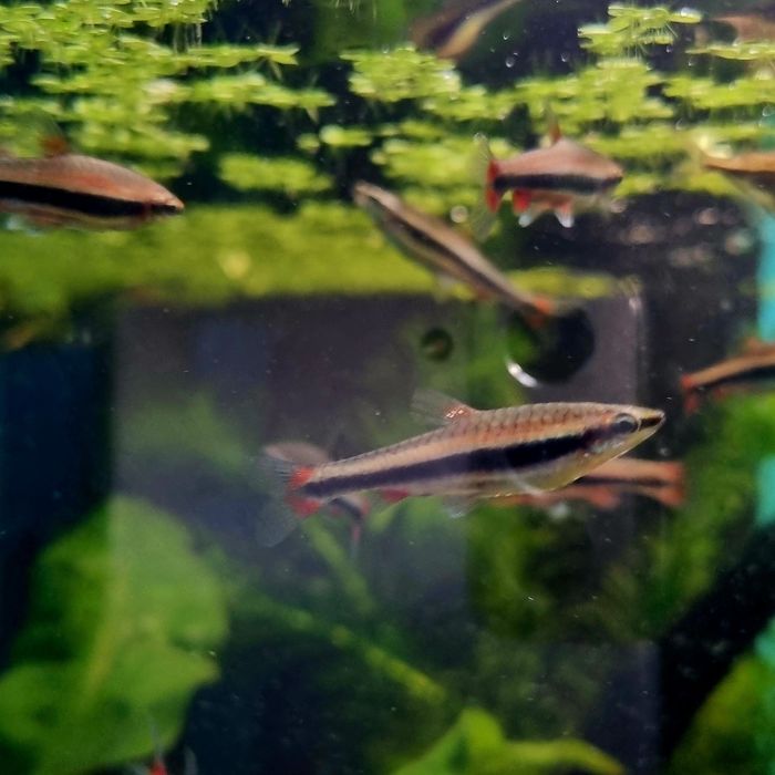 Drobnoustek beckforda