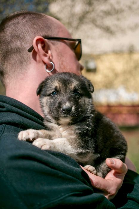 Цуценята шукають дім