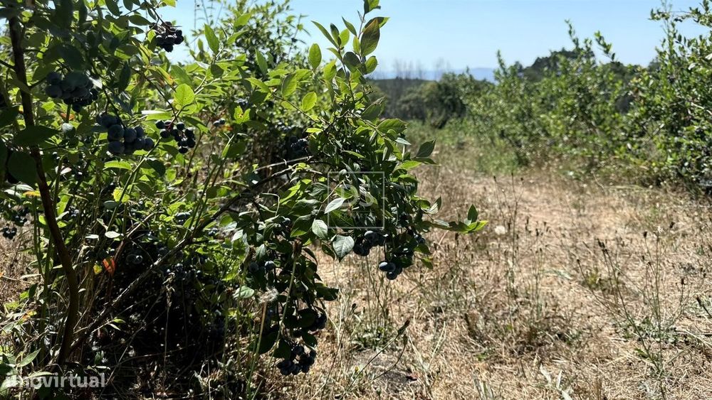Quinta T5 Venda em Campelo e Ovil,Baião