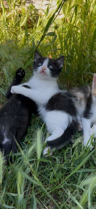 Gatinhos para Adoção Gratuita – 8 Semanas