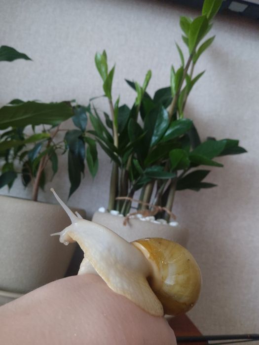 Шукають господарів