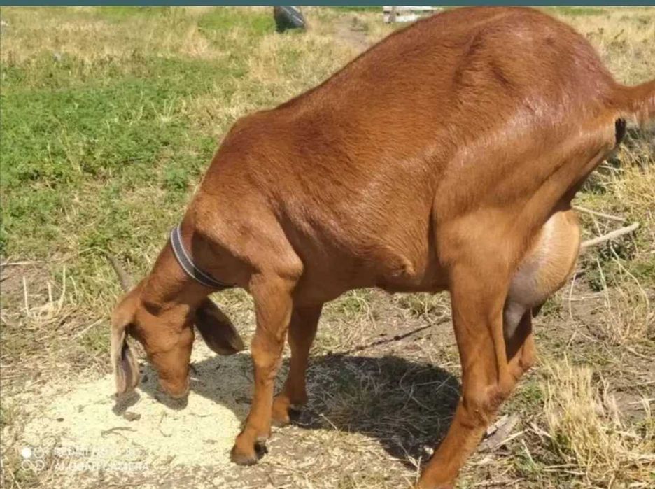 Нубійські кози різної масті