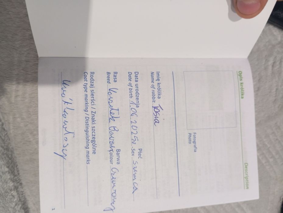 Królik miniaturki/karlowate