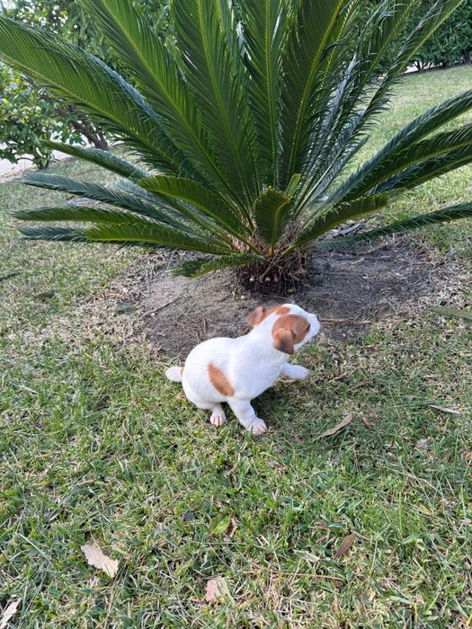 Jack Russell terrier