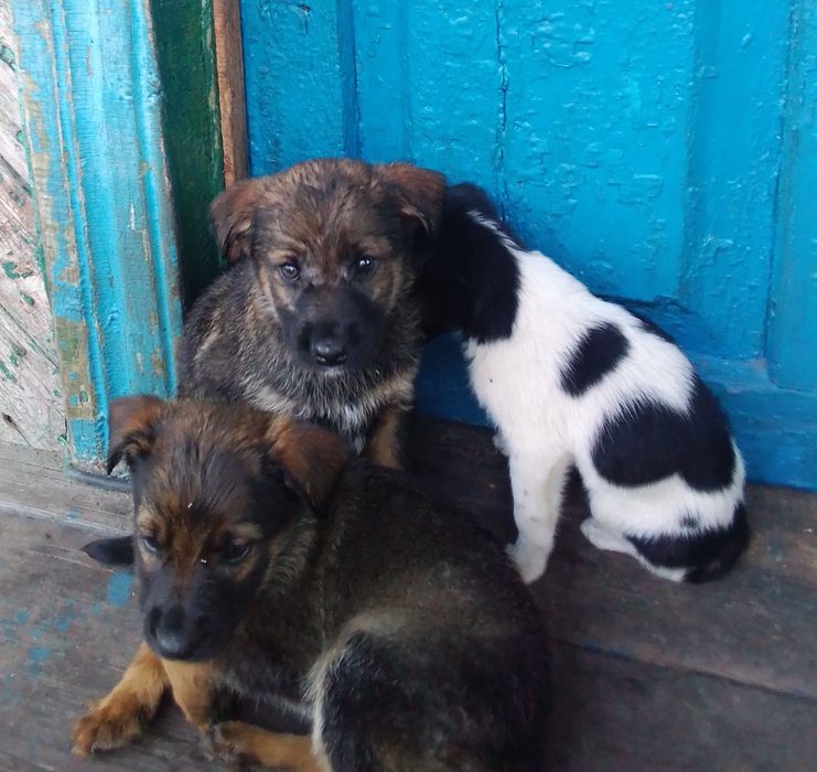 Віддам в добрі руки