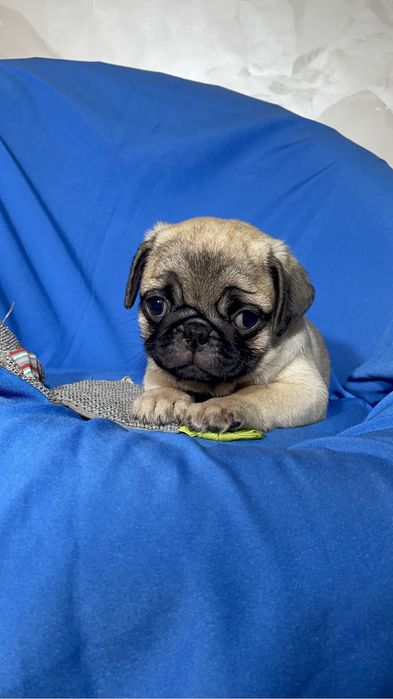 Щенки мопса с документами