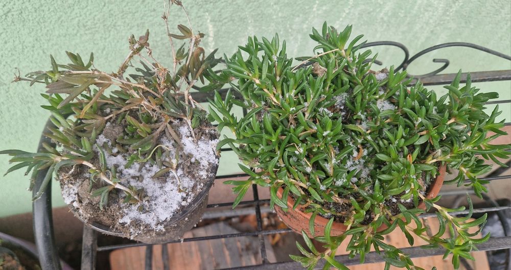 Słonecznica 2 odmiany