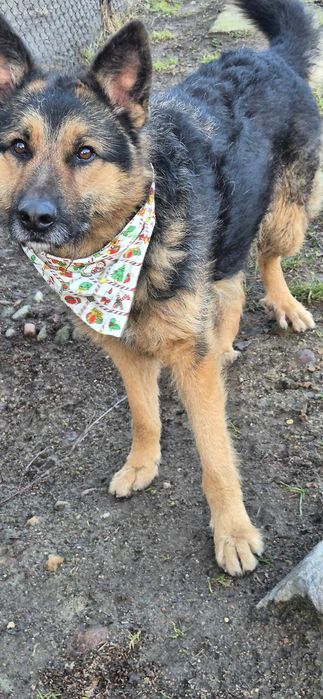 Piesek około cztery lata