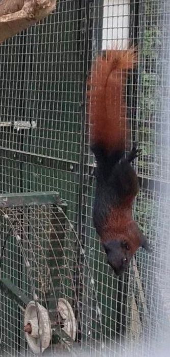 Wiewiorki dwubarwne ( birmanskie )para