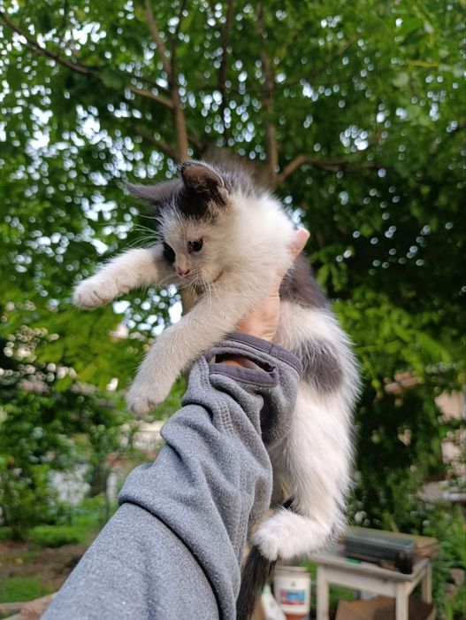 Кошенята в добрі руки