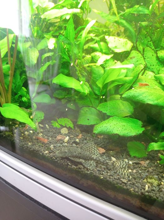 Vendo Ancistrus (Limpa-Vidros)