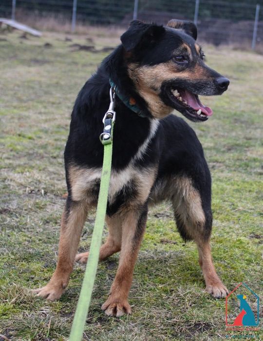 Fiona 33/22 - SZUKA DOMU!