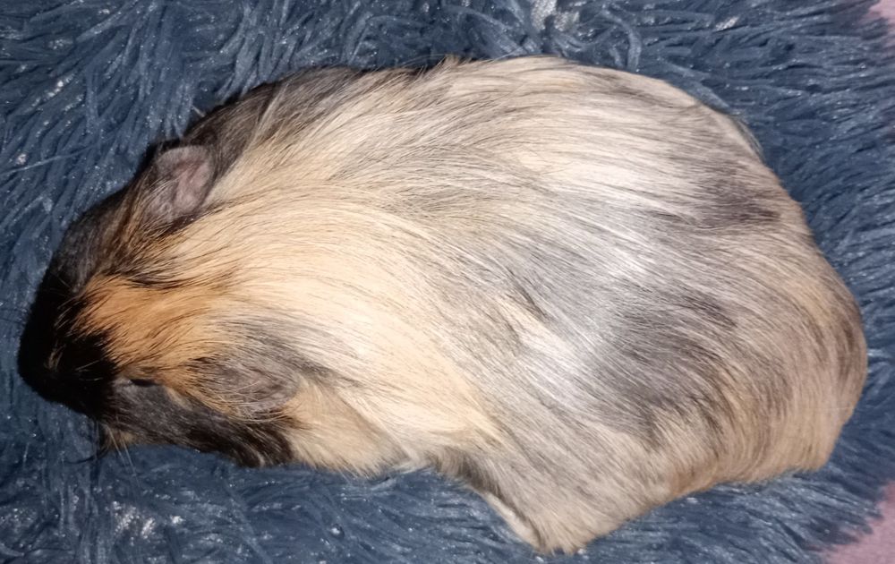 Samiec świnki morskiej przytulas