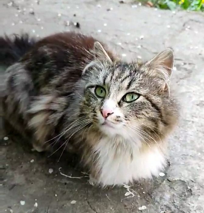 Отдам пушистую кошку лесного окраса, 1 год
