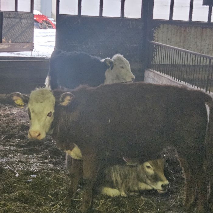 Sprzedam jalowki miesne