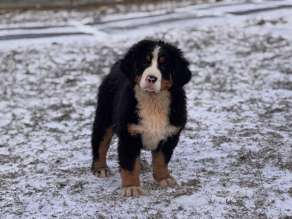 Berneński Pies Pasterski