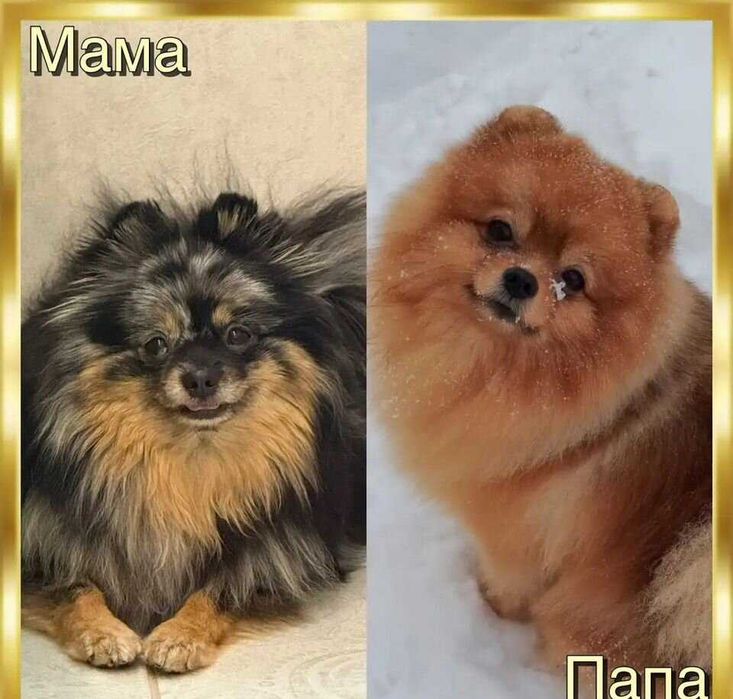 Померанский шпиц, щенок