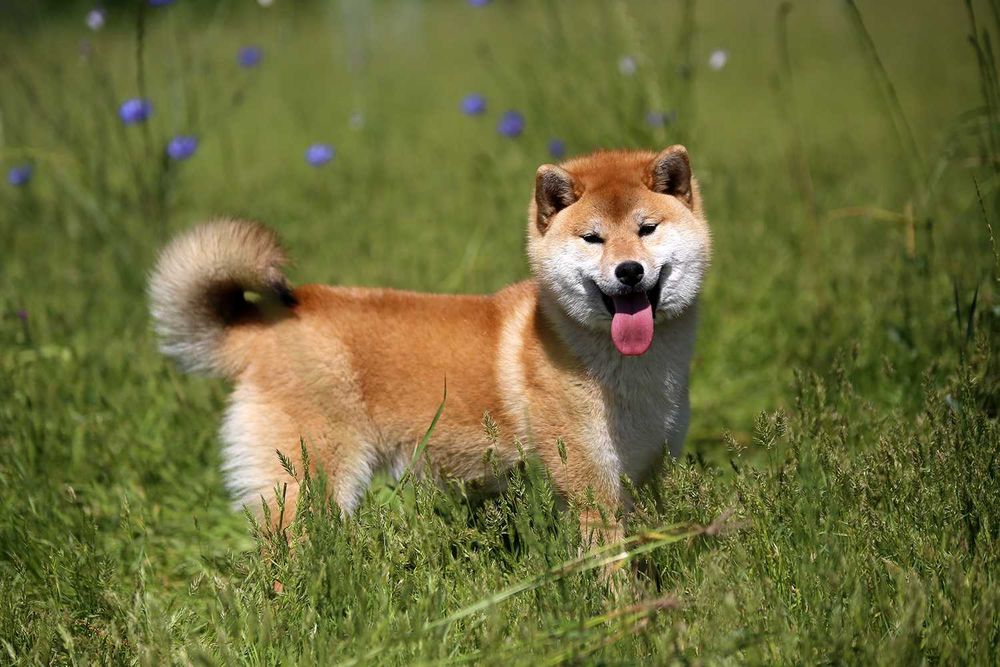 Shiba inu samiec z rodowodem ZKwP FCI