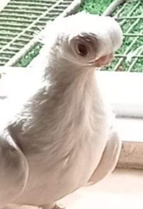 Orłowskie adeno chudnięcie kręciek