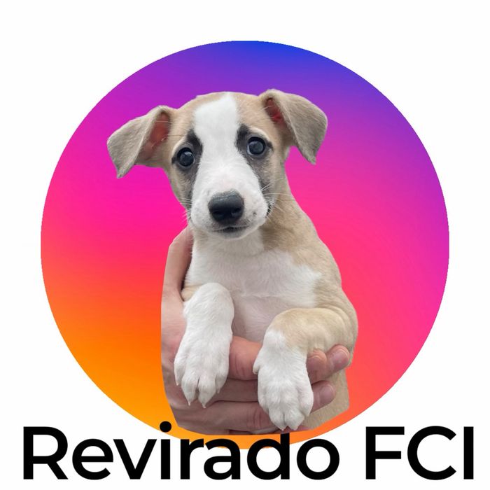Whippet Chart angielski  piękna suczka Revirado FCI