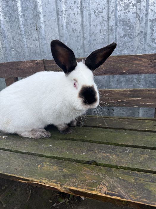 Królik kalifornijski